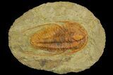 Hamatolenus vincenti Trilobite - Tinjdad, Morocco #139769-1